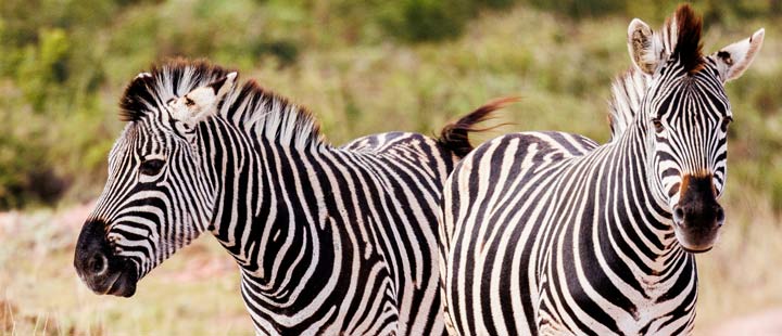 esg sustainability desk